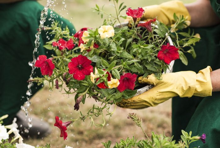close-up-couple-watering-flowers